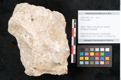 Foto (Objekt + Etikett) von Populus alba L. (NHMW-GEO-2024-0188-11310)